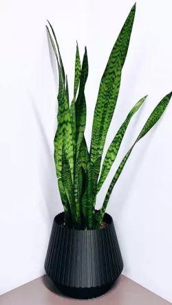 Plant Pot