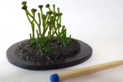 Cooksonia