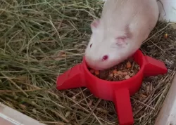 Guinea Pig Feeder - Comedero de Cobaya