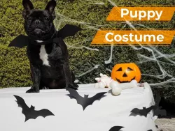 Halloween Puppy Costume