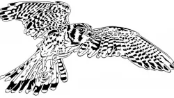 Hawk stencil