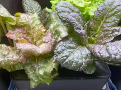 Hydroponic planter box.