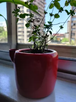 Plantero - Self-Watering planter