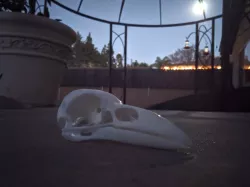 Raven Skull