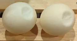 Sea Turtle Egg