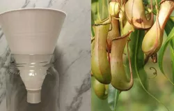 Bioengineered fly trap