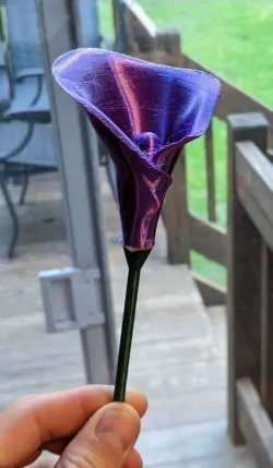 Calla Lilly Flower