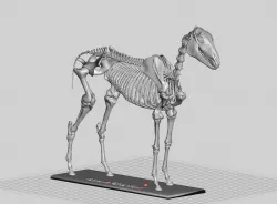 Horse Skeleton