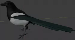Magpie
