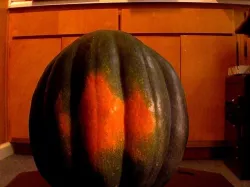 Acorn squash 2013-10-29 01.51 PM