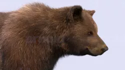 Bear-Maya 3D model