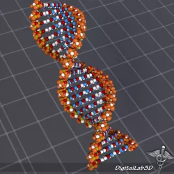 DNA structure 3D model