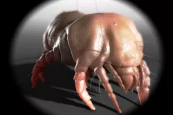 Dust Mite 3D model