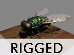 Fly Rigged 3D model