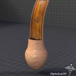 Hair Anatomy 3D model