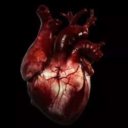 Heart Realistic Production  3D model