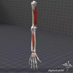 Human Arm Bone and Muscle Structure 3D model