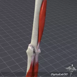 Human Elbow Bone and Muscle Structure 3D model