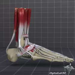Human Foot Bone and Muscle Structure 3D model