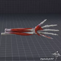 Human Forearm Bone and Muscle Structure 3D model