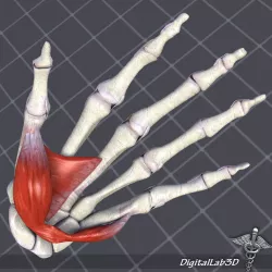 Human Hand Bone and Muscle Structure 3D model