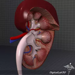 Human Kidney Anatomy HQ 3D model
