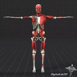 Human Muscle And Bone Structure 3D model