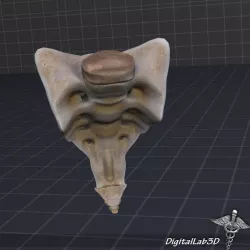 Human Sacrum Vertebrae 3D model