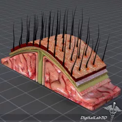 Human Scalp Anatomy 3D model