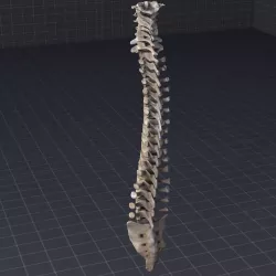Human Spinal Cord Anatomy 3D model