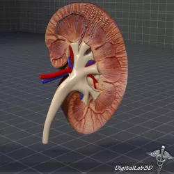 Kidney Anatomy 3D model