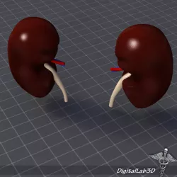 Kidney External 3D model
