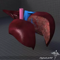 Liver Anatomy 3D model