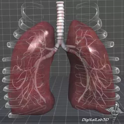 Lungs Anatomy 3D model