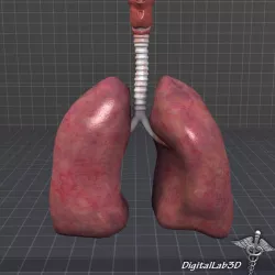 Lungs and Throat Larynx 3D model