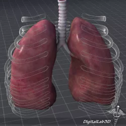 Lungs External 3D model