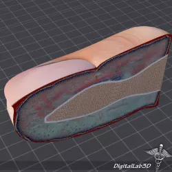 Nail Anatomy 3D model