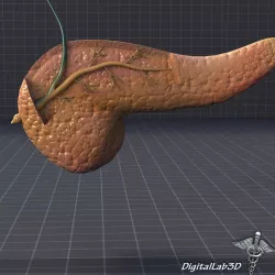 Pancreas Anatomy 3D model