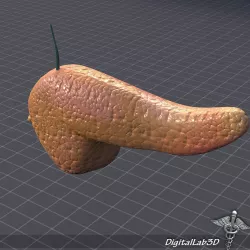 Pancreas External 3D model
