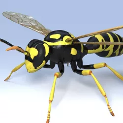 paper wasp 3D model