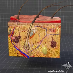Skin Anatomy model 3D model