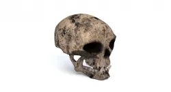 Skull 3D model