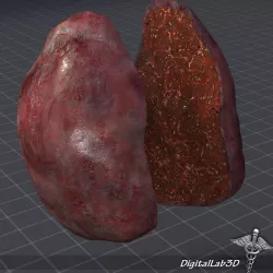 Spleen 3D model