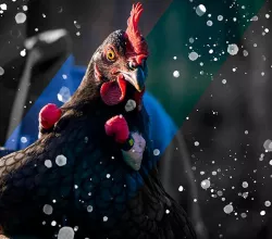 Boxer chicken arms