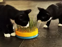 Cat Grass Planter