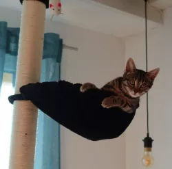 Holder for Cat Tree