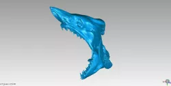 Shark Head Scan 
