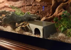 Simple Snake Hides