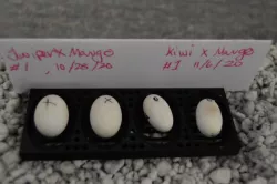 Gecko Egg holder