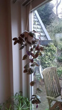 Hanging planter 130cm diameter